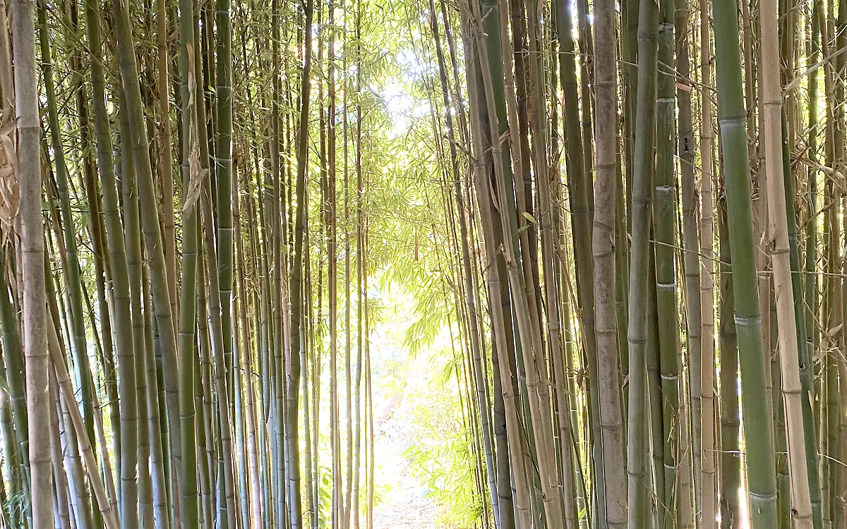 Sunlit path through a bamboo grove